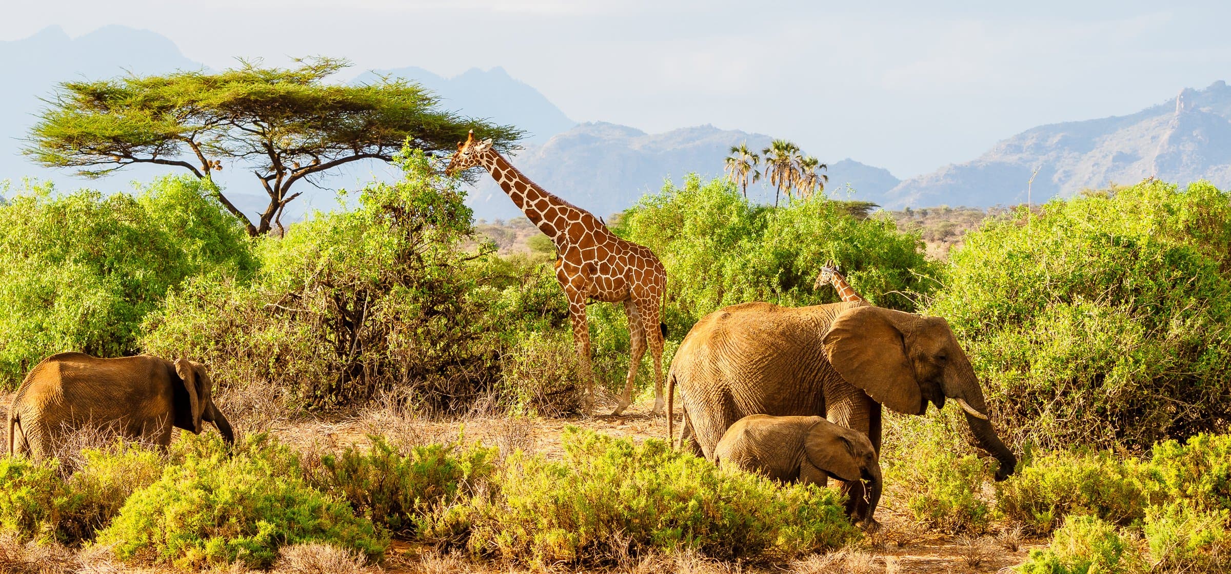Samburu