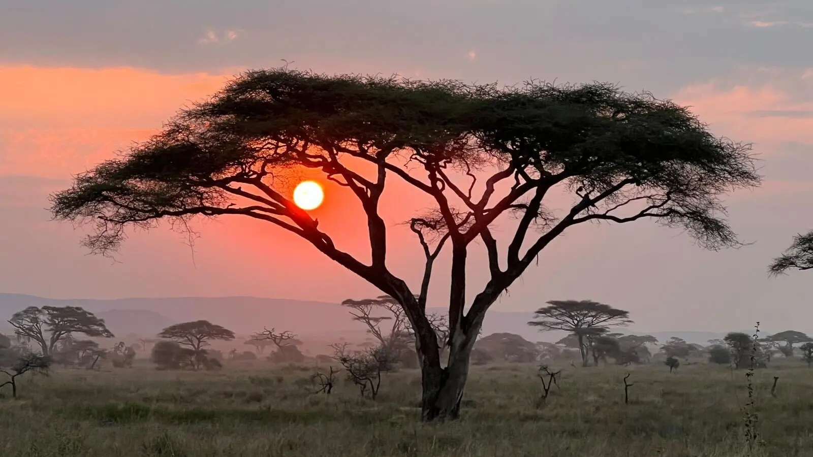 3-Day Maasai Mara Safari at Sarova Mara Game Camp